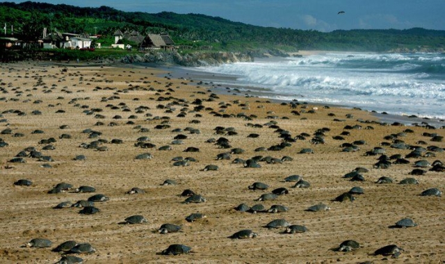  Tartarugas na praia